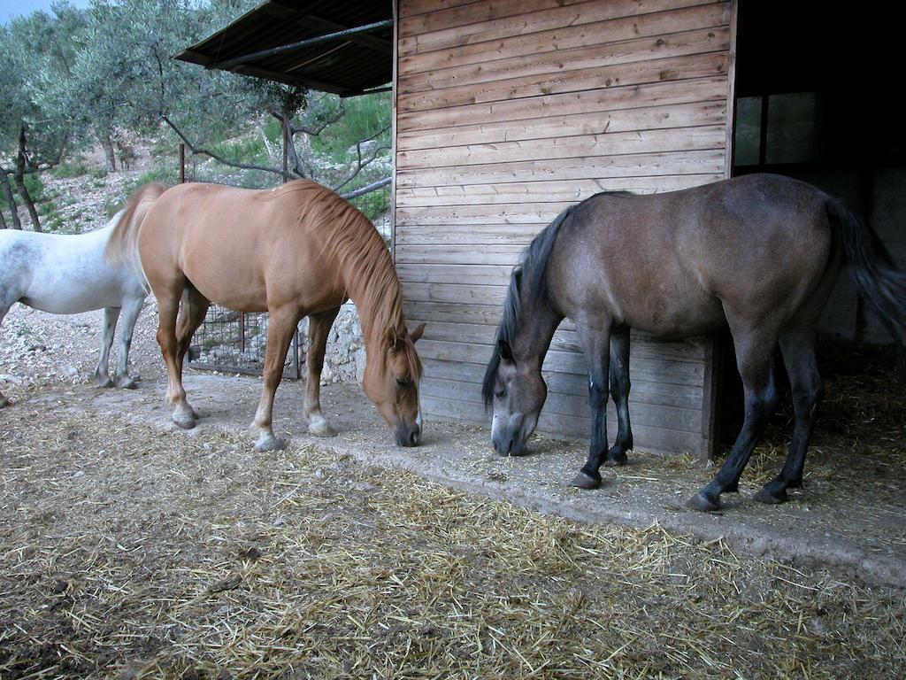 Agriturismo Istrice Innamorato Campello sul Clitunno Εξωτερικό φωτογραφία